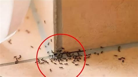 一樓窗戶 家里很多蚂蚁